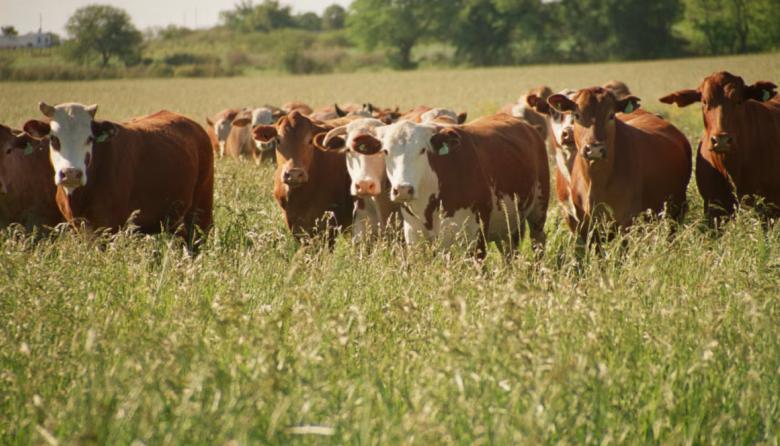 De qué forma impactará el acuerdo entre EE.UU. y Argentina en los diferentes sectores de la agroindustria