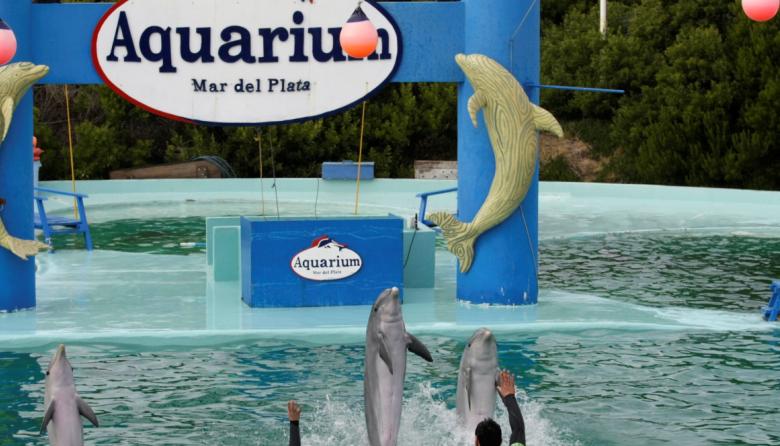 Cierre del Aquarium de Mar del Plata: tasan en US$40.000 a cuatro pingüinos y buscan venderlos para afrontar las deudas