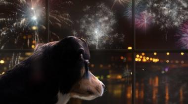 Pirotecnia y mascotas: claves para evitar que sufran durante la Navidad