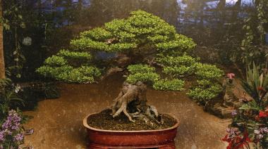 “Amor Bonsai”: Los Pericos y El Plan de la Mariposa juntos en una nueva canción