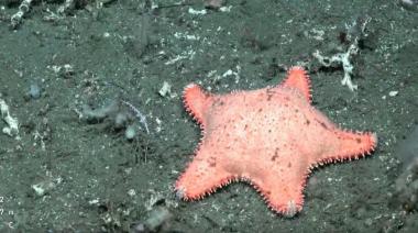 La nueva expedición del CONICET avistó otra estrella en Mar del Plata que se volvió viral