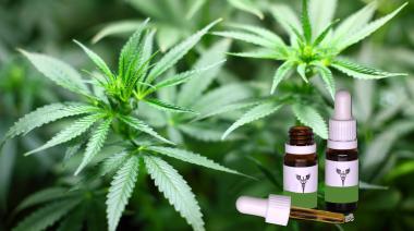 Cannabis medicinal: un debate que vuelve al Concejo Deliberante