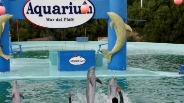 Cierre del Aquarium de Mar del Plata: tasan en US$40.000 a cuatro pingüinos y buscan venderlos para afrontar las deudas