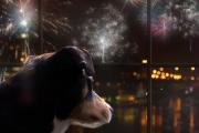 Pirotecnia y mascotas: claves para evitar que sufran durante la Navidad